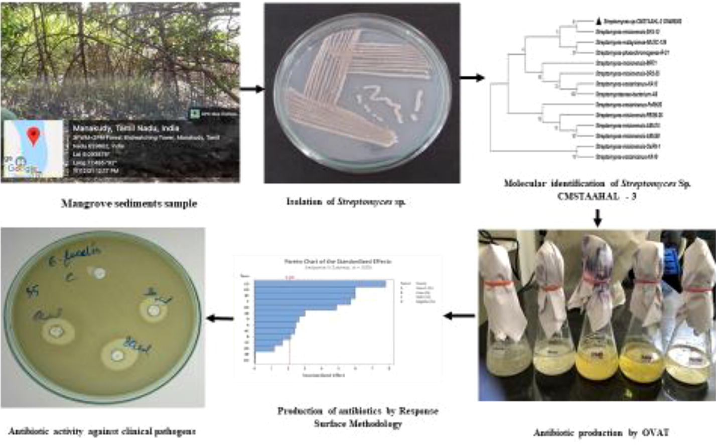 Graphical abstract: Statistical optimization of media components for antibiotic production in Streptomyces Sp. CMSTAAHAL-3