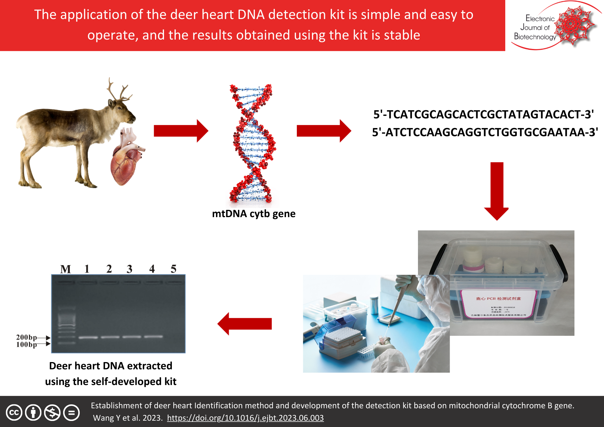 Graphical abstract: Establishment of deer heart identification method and development of the detection kit based on mitochondrial cytochrome B gene