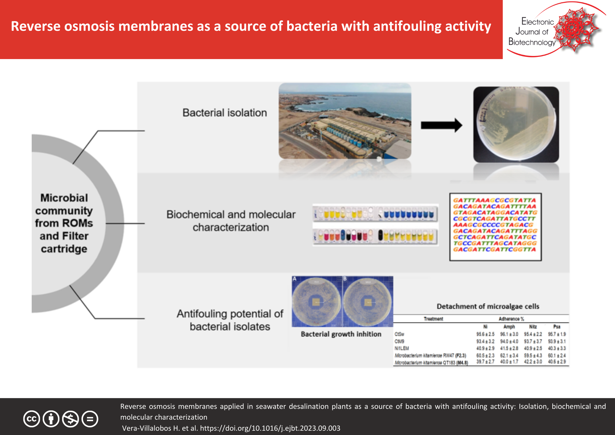 Reverse osmosis membranes as a source of bacteria with antifouling activity