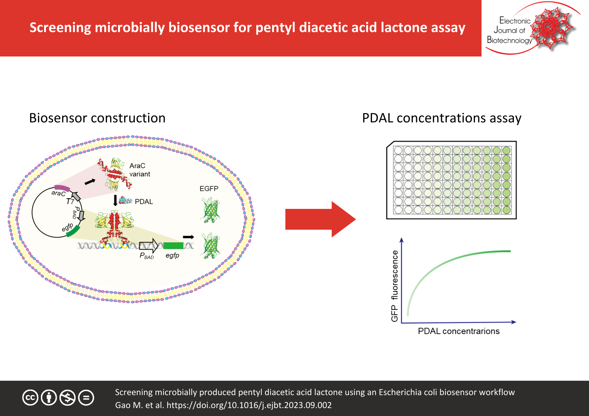 Graphical abstract: Screening microbially produced pentyl diacetic acid lactone using an Escherichia coli biosensor workflow