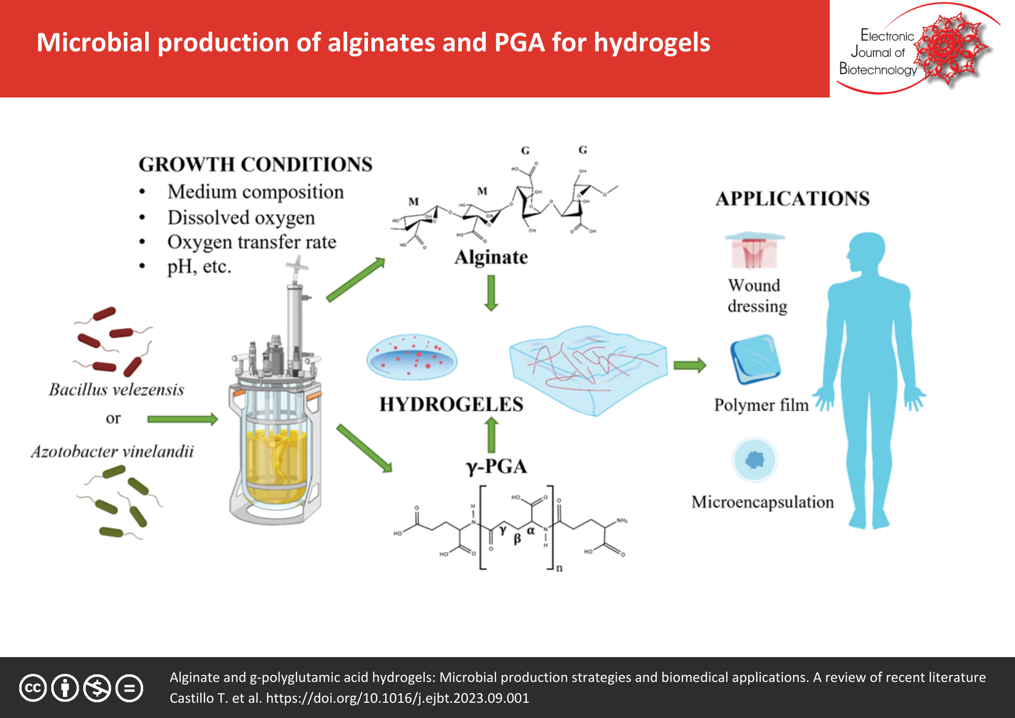 Graphical abstract: Alginate and γ-polyglutamic acid hydrogels: Microbial production strategies and biomedical applications. A review of recent literature