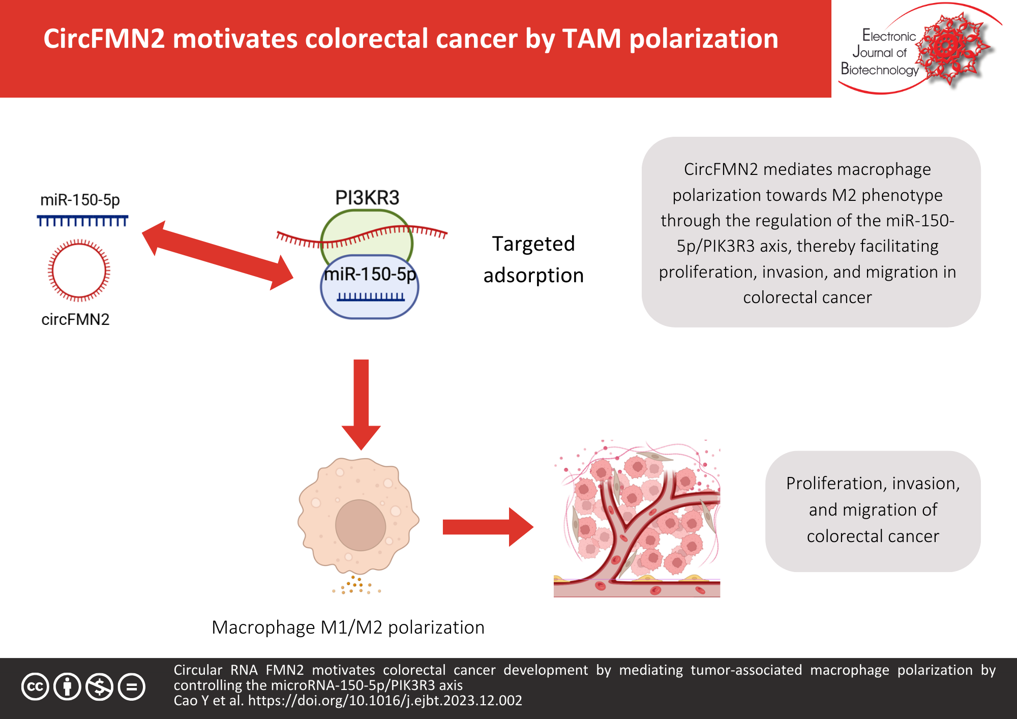 Circular RNA FMN2 motivates colorectal cancer development by mediating tumor-associated macrophage polarization by controlling the microRNA-150-5p/PIK3R3 axis