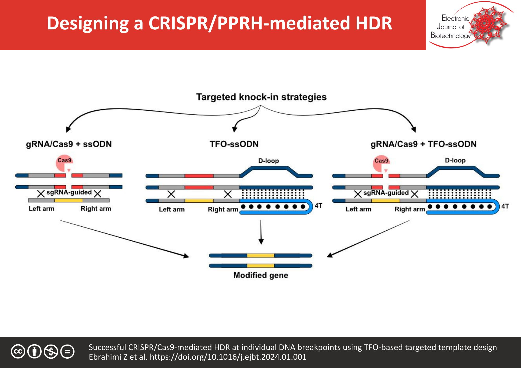 Successful CRISPR/Cas9-mediated HDR at individual DNA breakpoints using TFO-based targeted template design